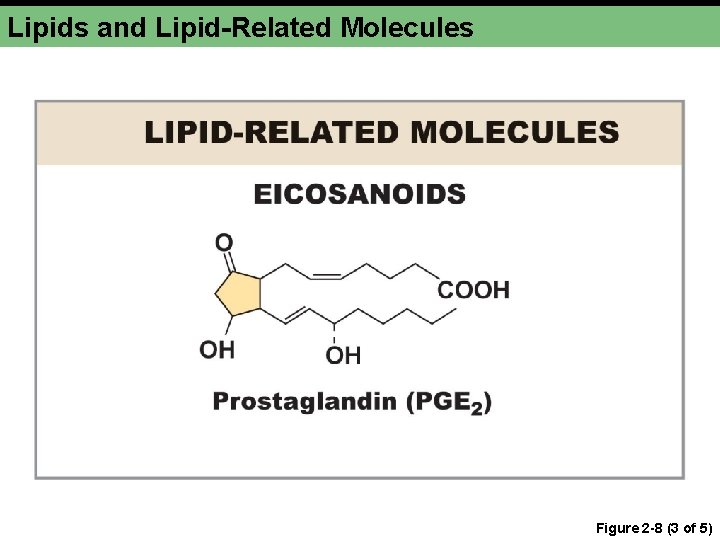 Lipids and Lipid-Related Molecules Figure 2 -8 (3 of 5) 