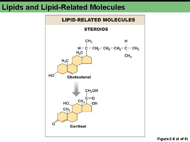 Lipids and Lipid-Related Molecules Figure 2 -8 (4 of 5) 