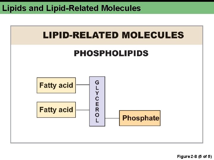 Lipids and Lipid-Related Molecules Figure 2 -8 (5 of 5) 