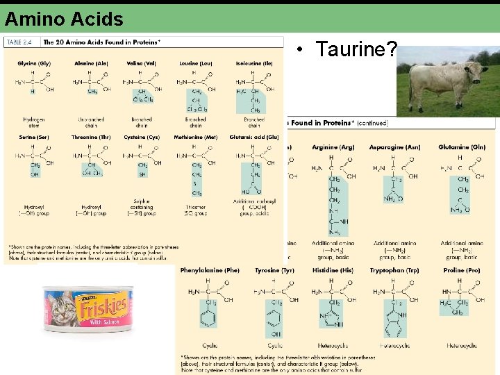 Amino Acids • Taurine? 