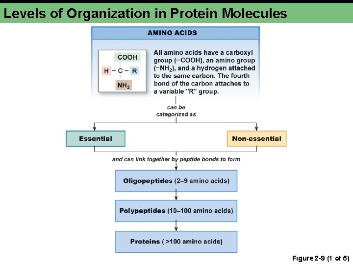 Levels of Organization in Protein Molecules Figure 2 -9 (1 of 5) 