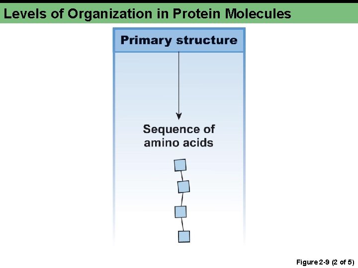 Levels of Organization in Protein Molecules Figure 2 -9 (2 of 5) 