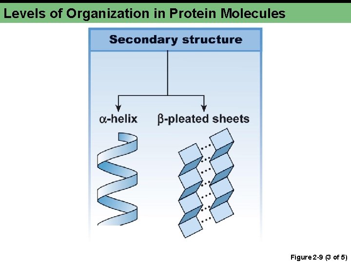 Levels of Organization in Protein Molecules Figure 2 -9 (3 of 5) 