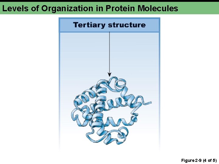 Levels of Organization in Protein Molecules Figure 2 -9 (4 of 5) 