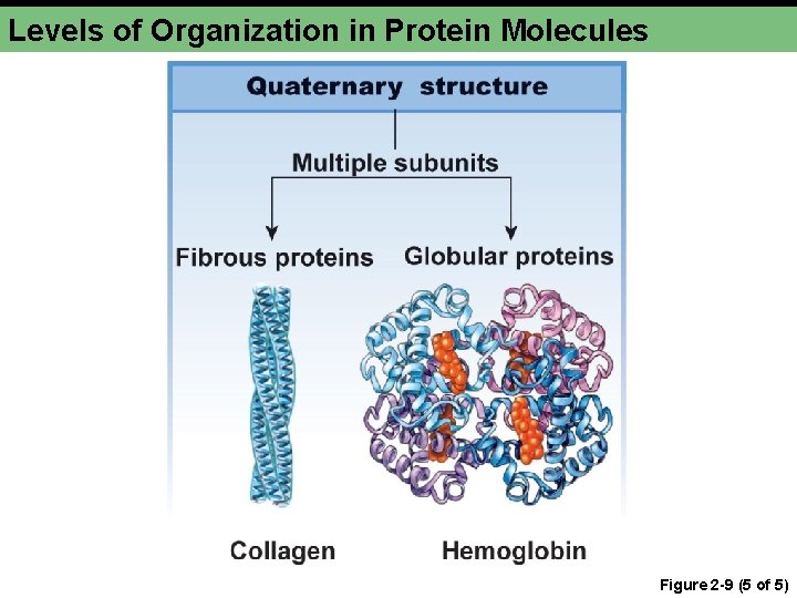 Levels of Organization in Protein Molecules Figure 2 -9 (5 of 5) 