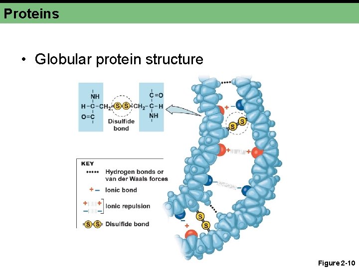 Proteins • Globular protein structure Figure 2 -10 