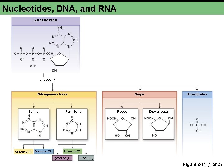 Nucleotides, DNA, and RNA NUCLEOTIDE consists of Sugar Nitrogenous base Purine Adenine (A) Guanine