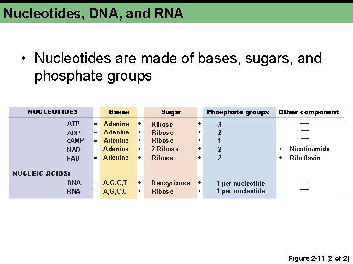 Nucleotides, DNA, and RNA • Nucleotides are made of bases, sugars, and phosphate groups