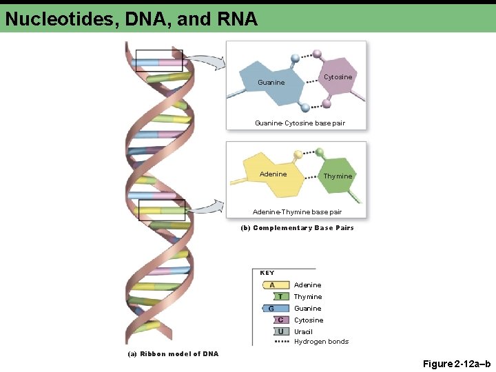 Nucleotides, DNA, and RNA Cytosine Guanine-Cytosine base pair Adenine Thymine Adenine-Thymine base pair (b)