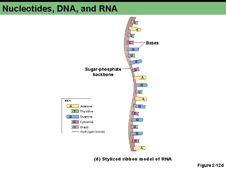 Nucleotides, DNA, and RNA Bases Sugar-phosphate backbone KEY Adenine Thymine Guanine Cytosine Uracil Hydrogen