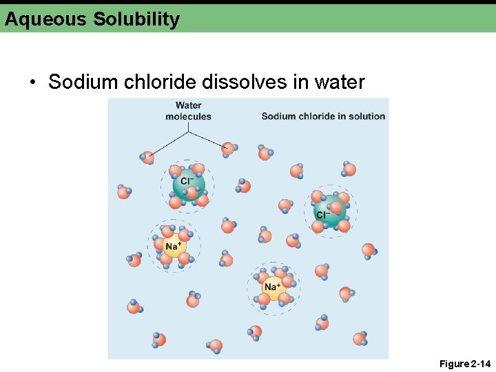 Aqueous Solubility • Sodium chloride dissolves in water Figure 2 -14 