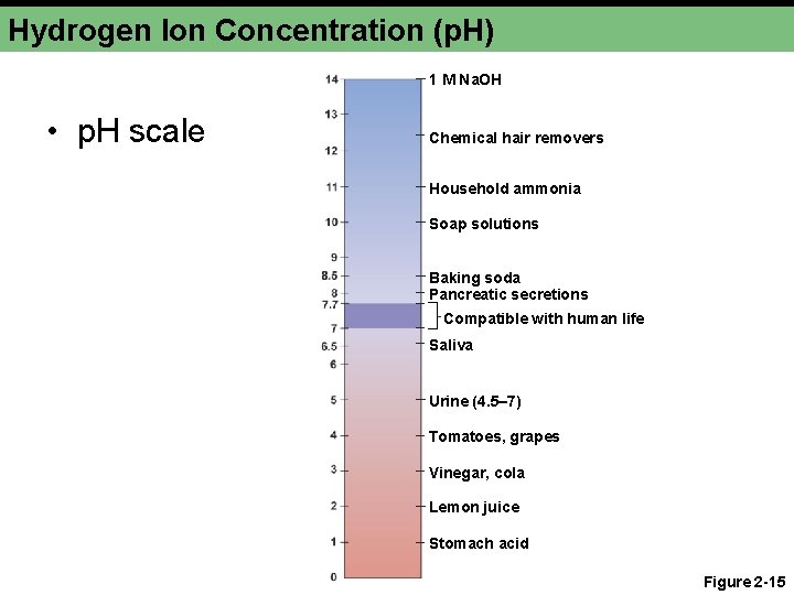 Hydrogen Ion Concentration (p. H) 1 M Na. OH • p. H scale Chemical