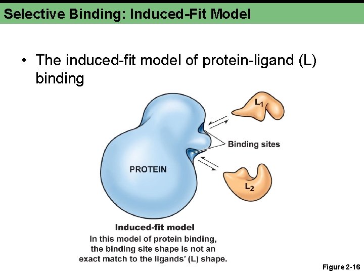 Selective Binding: Induced-Fit Model • The induced-fit model of protein-ligand (L) binding Figure 2