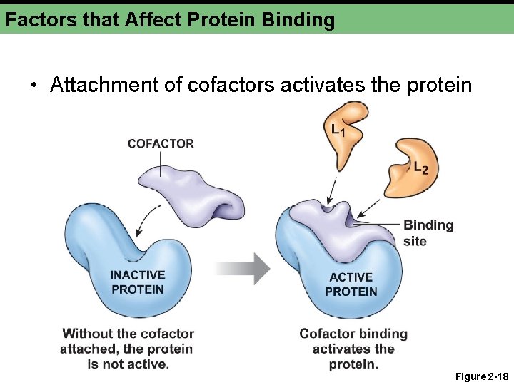 Factors that Affect Protein Binding • Attachment of cofactors activates the protein Figure 2