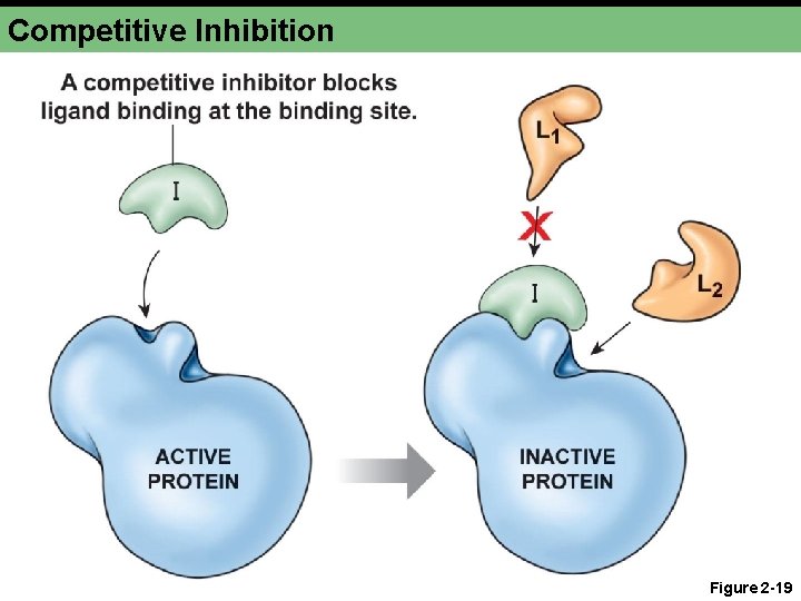 Competitive Inhibition Figure 2 -19 