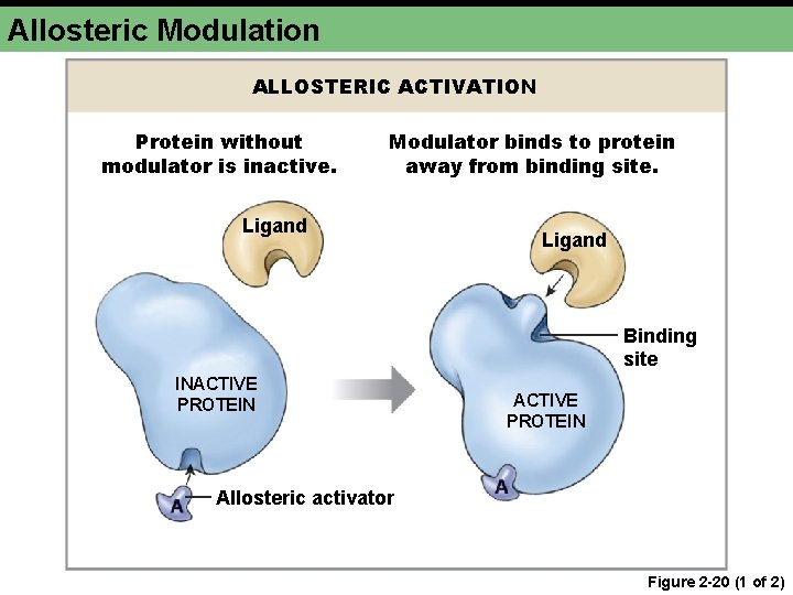 Allosteric Modulation ALLOSTERIC ACTIVATION Protein without modulator is inactive. Modulator binds to protein away