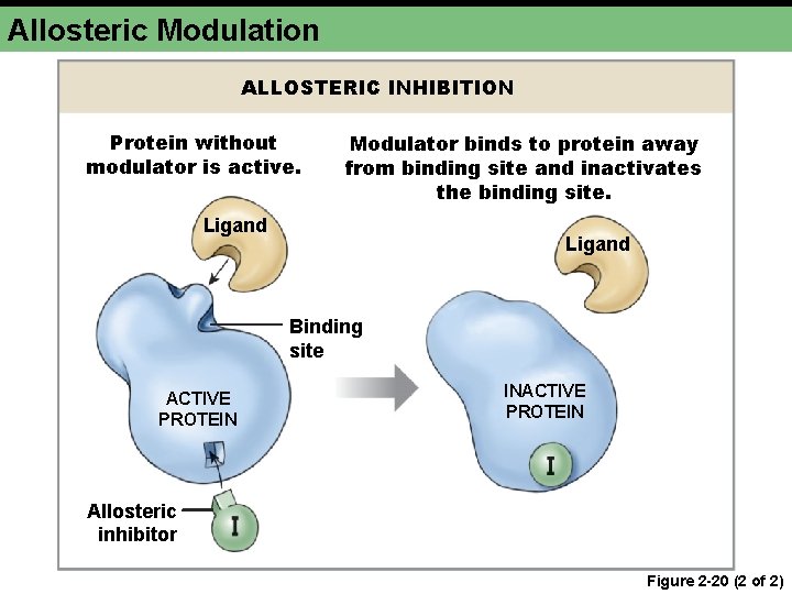 Allosteric Modulation ALLOSTERIC INHIBITION Protein without modulator is active. Modulator binds to protein away