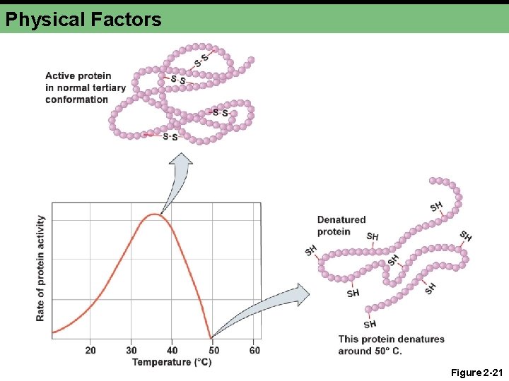 Physical Factors Figure 2 -21 