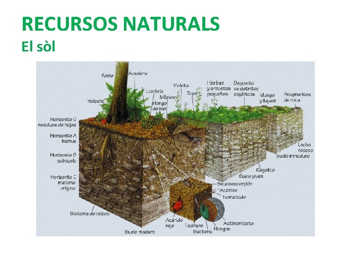 RECURSOS NATURALS El sòl 