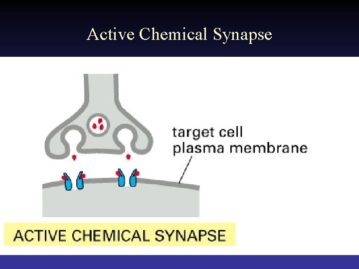 Active Chemical Synapse 