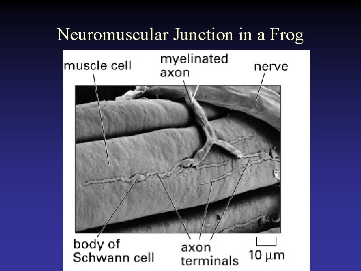 Neuromuscular Junction in a Frog 