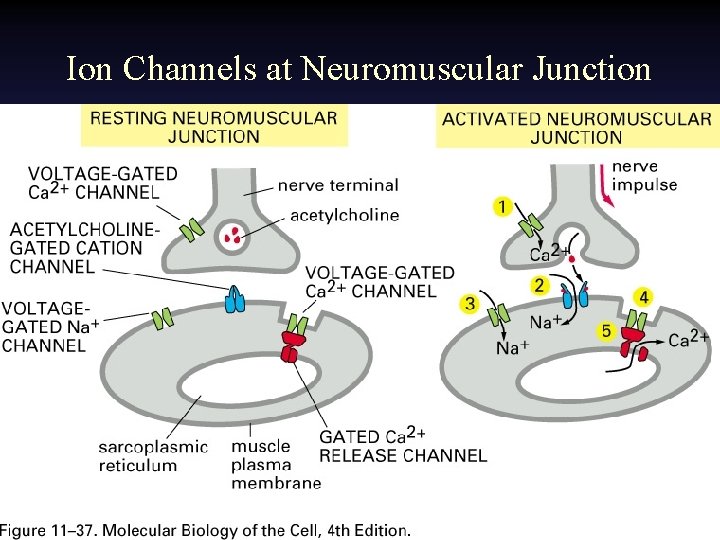 Ion Channels at Neuromuscular Junction 