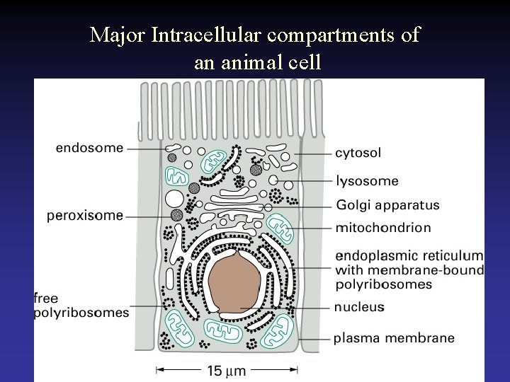 Major Intracellular compartments of an animal cell 