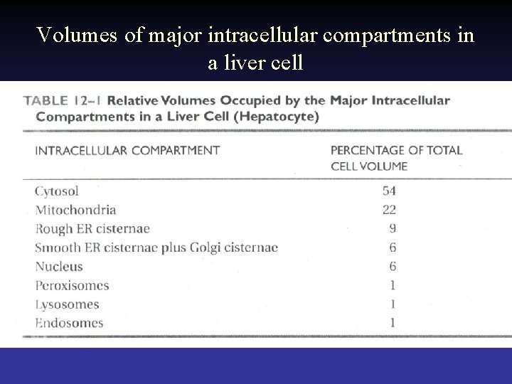 Volumes of major intracellular compartments in a liver cell 