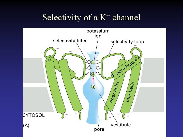 Selectivity of a K+ channel 