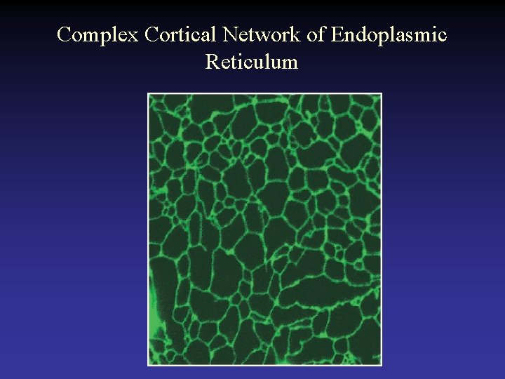 Complex Cortical Network of Endoplasmic Reticulum 