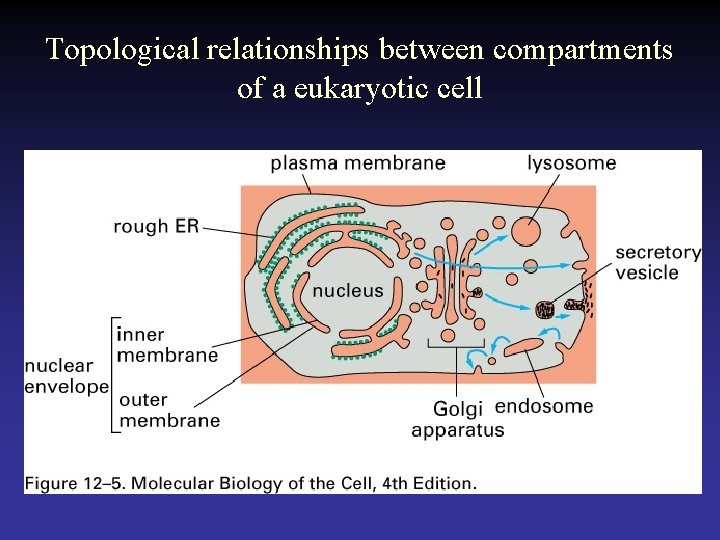 Topological relationships between compartments of a eukaryotic cell 