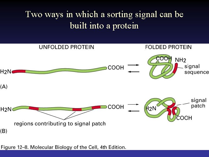Two ways in which a sorting signal can be built into a protein 