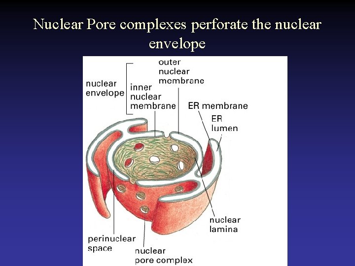 Nuclear Pore complexes perforate the nuclear envelope 