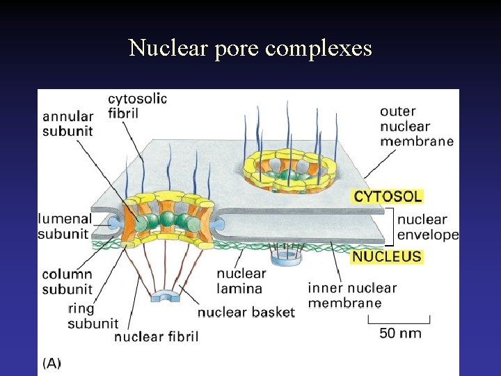 Nuclear pore complexes 