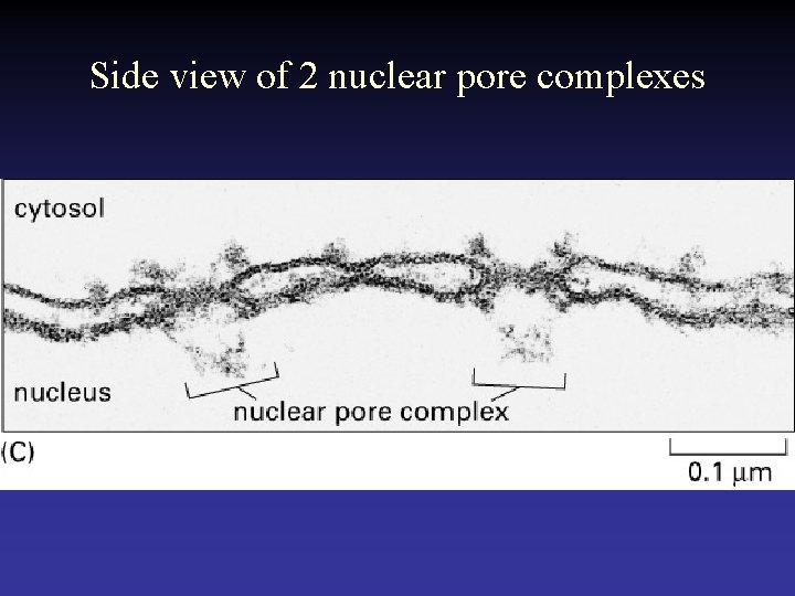 Side view of 2 nuclear pore complexes 