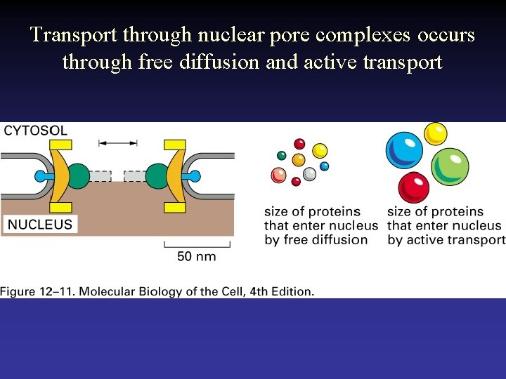 Transport through nuclear pore complexes occurs through free diffusion and active transport 