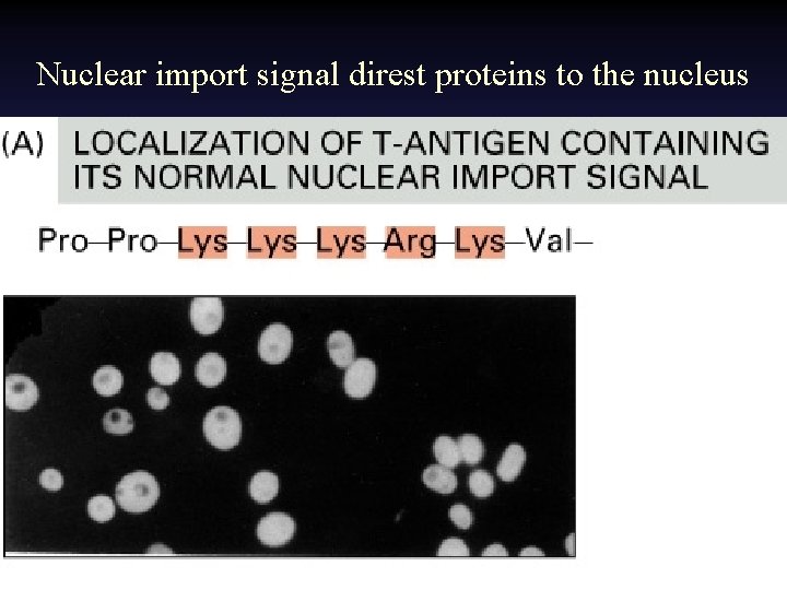 Nuclear import signal direst proteins to the nucleus 