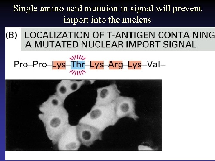 Single amino acid mutation in signal will prevent import into the nucleus 