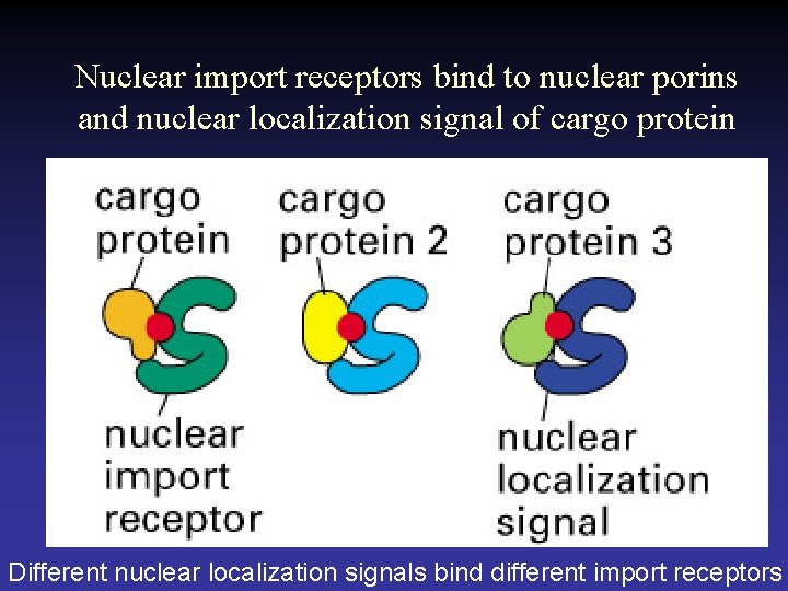 Nuclear import receptors bind to nuclear porins and nuclear localization signal of cargo protein