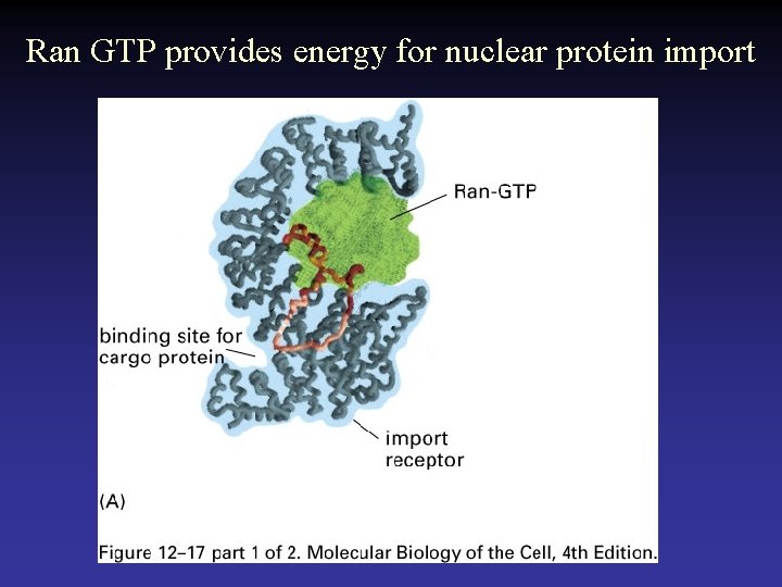 Ran GTP provides energy for nuclear protein import 