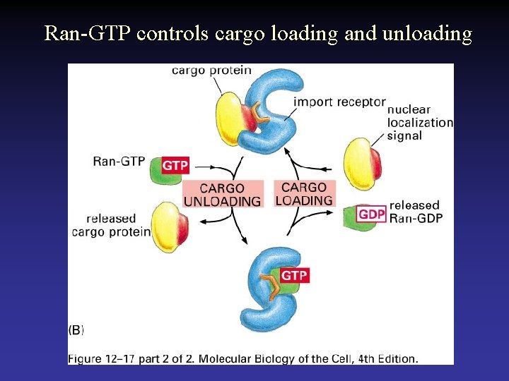 Ran-GTP controls cargo loading and unloading 