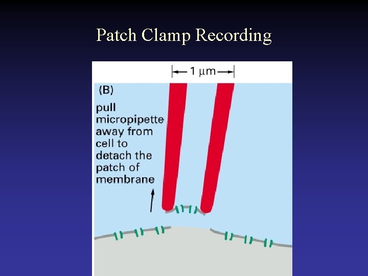 Patch Clamp Recording 