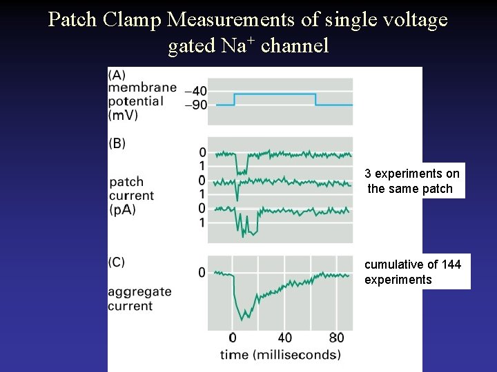 Patch Clamp Measurements of single voltage gated Na+ channel 3 experiments on the same