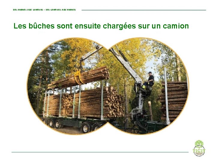 DES ARBRES AUX CARTONS • DES CARTONS AUX ARBRES Les bûches sont ensuite chargées