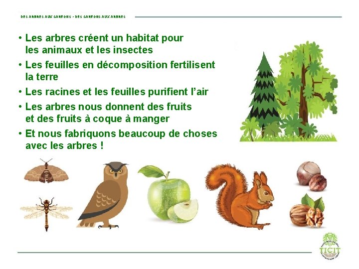 DES ARBRES AUX CARTONS • DES CARTONS AUX ARBRES • Les arbres créent un