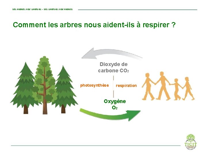 DES ARBRES AUX CARTONS • DES CARTONS AUX ARBRES Comment les arbres nous aident-ils