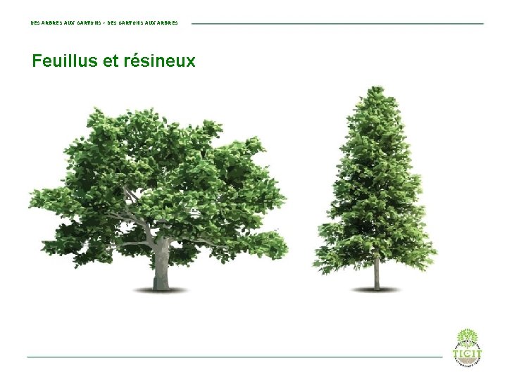 DES ARBRES AUX CARTONS • DES CARTONS AUX ARBRES Feuillus et résineux 