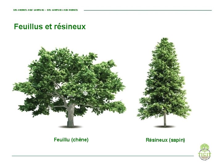 DES ARBRES AUX CARTONS • DES CARTONS AUX ARBRES Feuillus et résineux Feuillu (chêne)