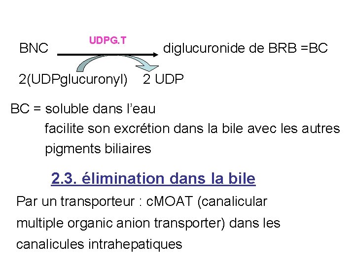  UDPG. T BNC diglucuronide de BRB =BC 2(UDPglucuronyl) 2 UDP BC = soluble