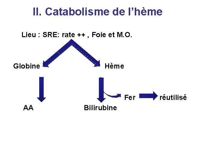 II. Catabolisme de l’hème Lieu : SRE: rate ++ , Foie et M. O.